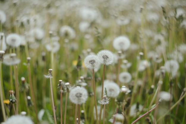 Dandelion flowers blossom in summer Summer natural background