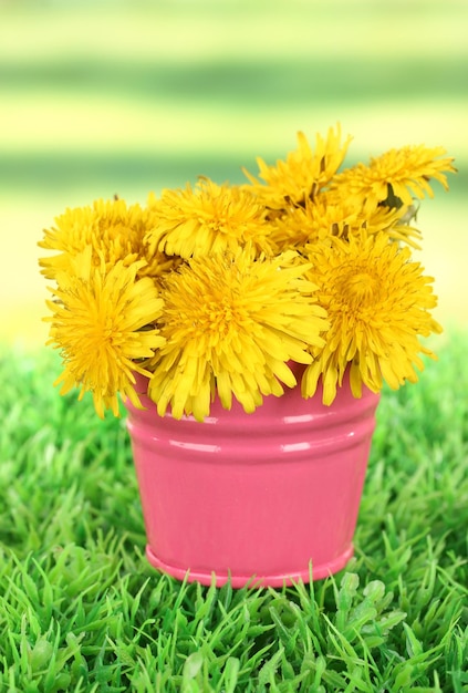 Dandelion flowers in bucket on grass on bright background