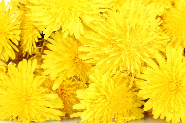 Dandelion flowers closeup