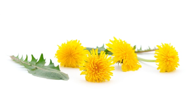 Dandelion Flowers Isolated