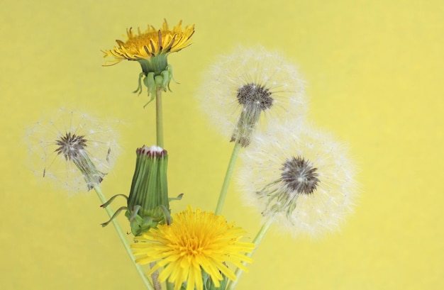 Dandelion flowers yellow and white on a yellow background