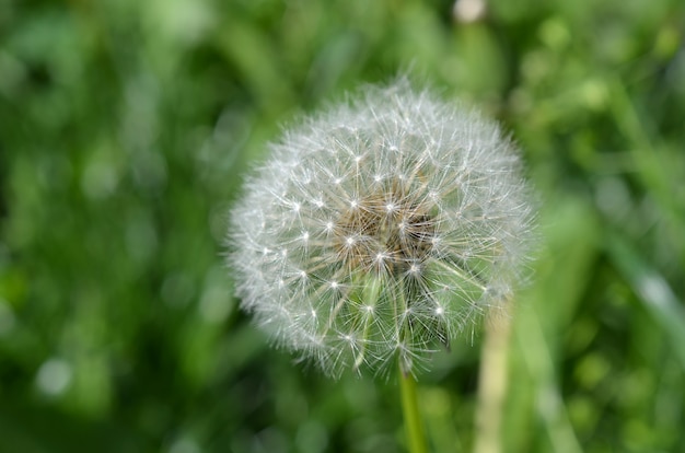 Dandelion in the grass  closeup