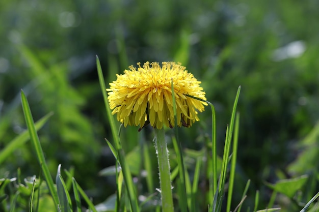 Dandelion in the grass Yellow dandelion flower Green grass Closeup Spring Greens Spring mood