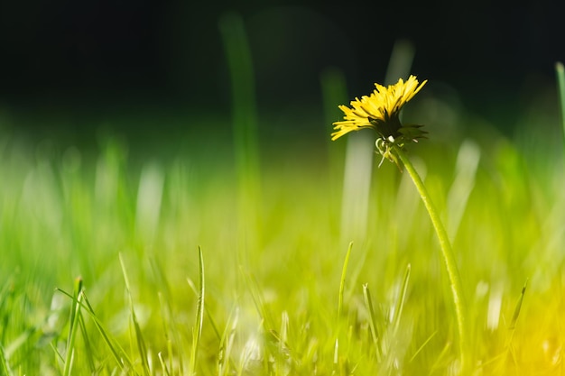 Dandelion in the grass Yellow dandelion flower Green grass