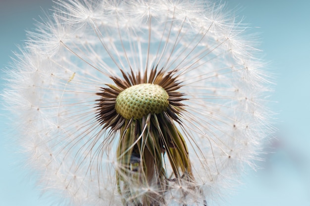 Dandelion in the green field.