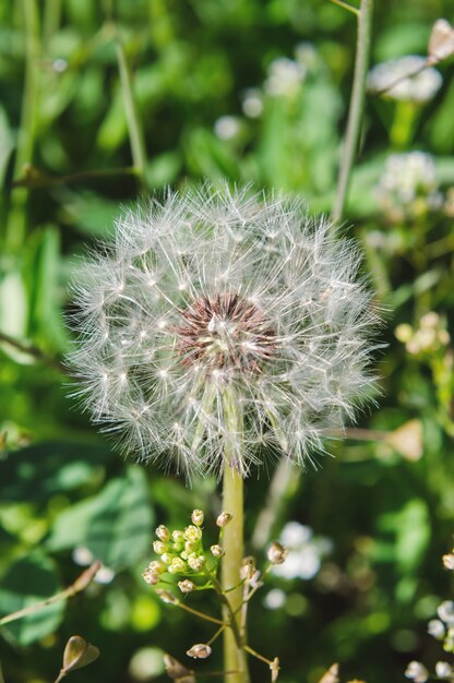 Dandelion in the green field