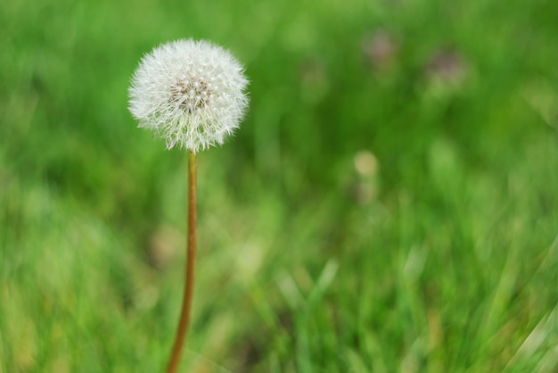 Dandelion in green grass