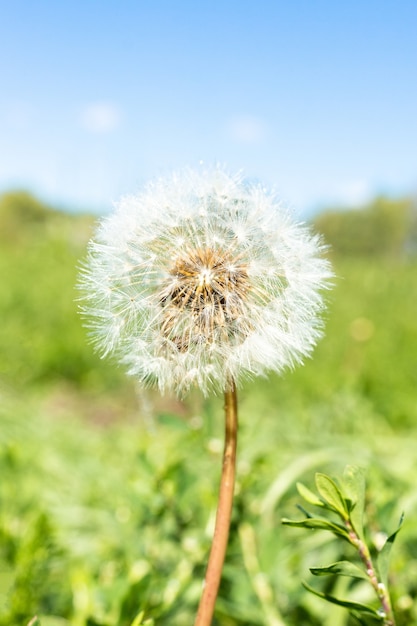 Dandelion on a green meadow