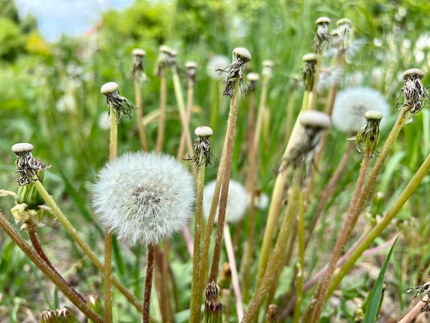 Dandelion among green and tall grass