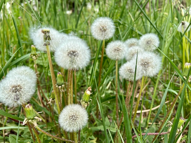 Dandelion among green and tall grass