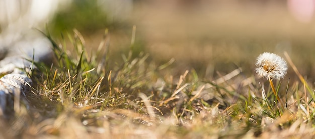 Dandelion grows alone in grass field Blurred nature background banner space close up details