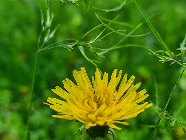 A dandelion is in a field with green grass.