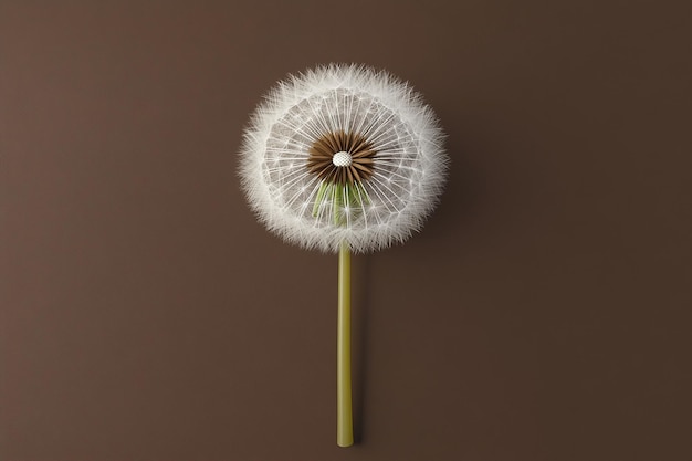 Photo a dandelion is shown with a brown background