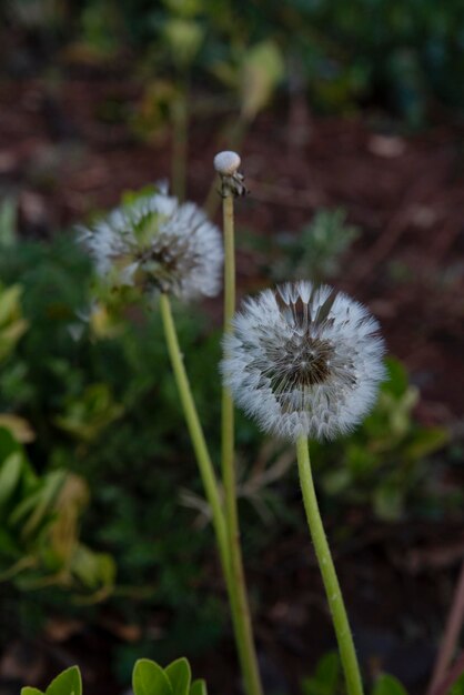 a dandelion is shown with the seed head of it