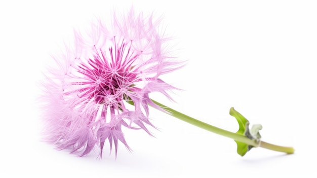 Dandelion isolated on White Background