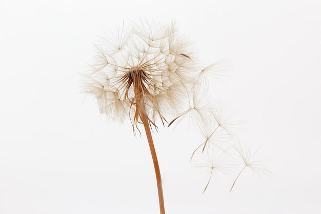 Dandelion and its flying seeds on a white background