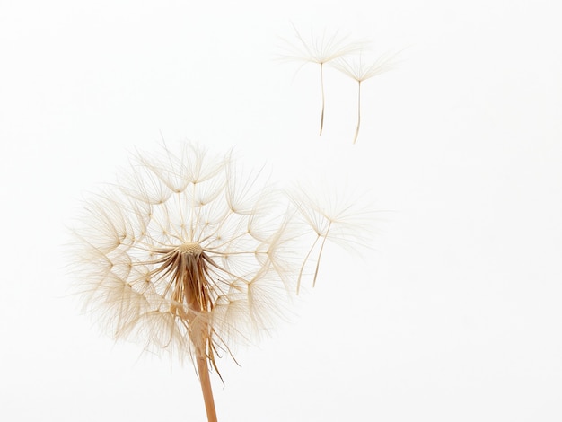 Dandelion and its flying seeds on a white background