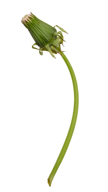 Dandelion on a long green stem isolated background