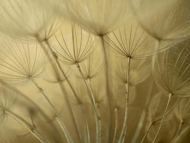 Dandelion macro on a beige background Airy and light natural background Selective focus