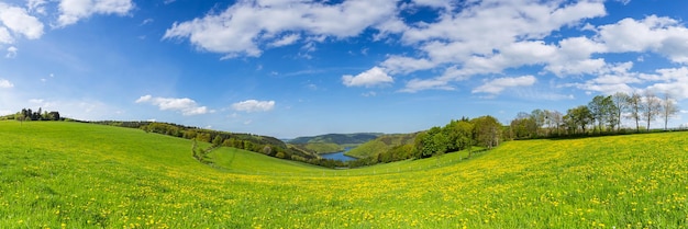 dandelion meadow in the eifel landscape with Lake Rursee at sping, panorama, germany