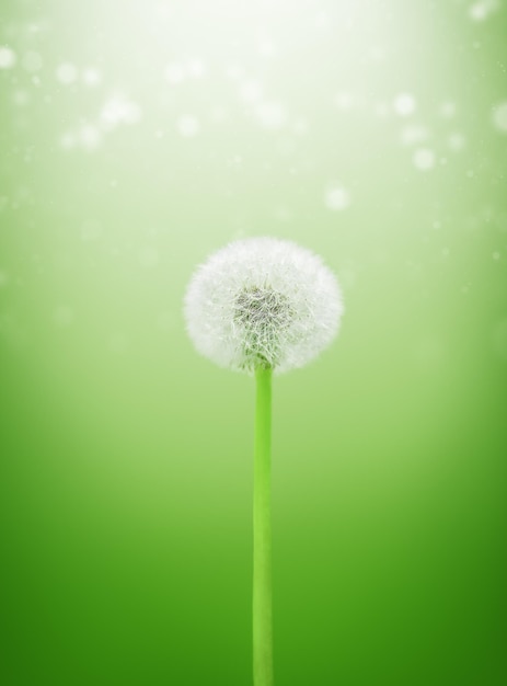 Photo dandelion in the morning sunlight on fresh green background