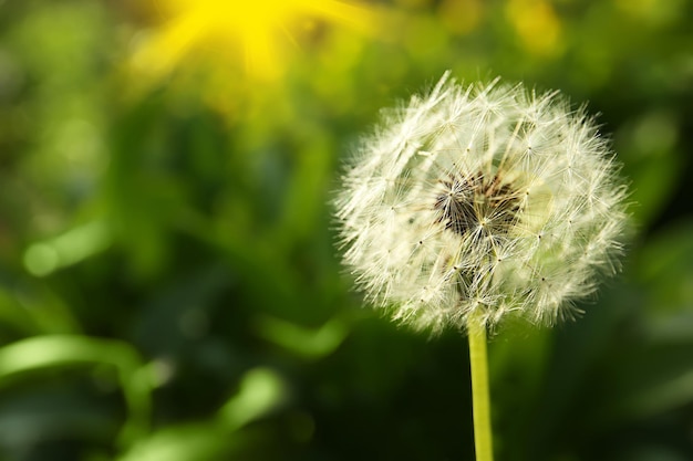 Dandelion on natural blurred background