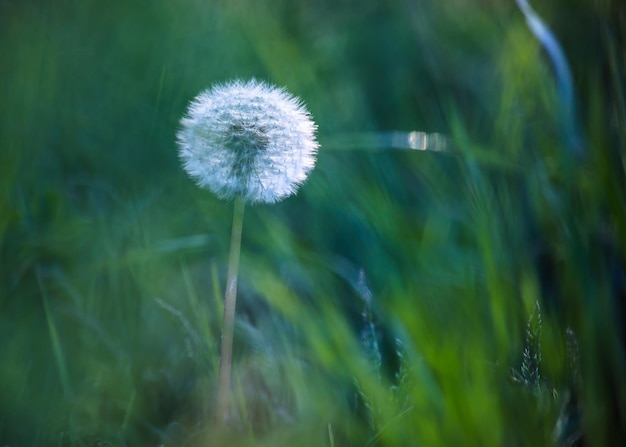 Dandelion in nature