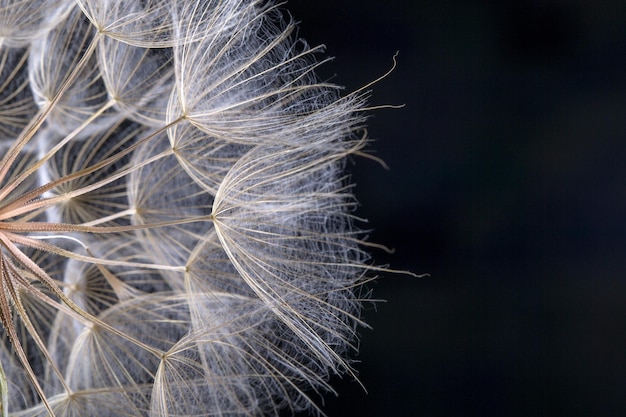 Dandelion seed in black Macro of nature