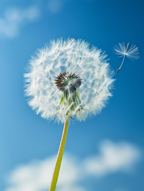 Dandelion Seed Head Against Blue Sky Nature Growth and Freedom