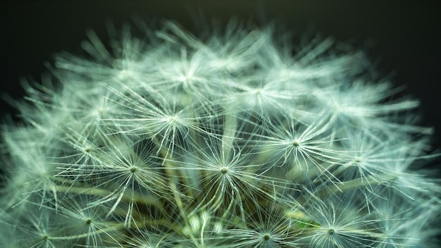 dandelion seed head close up