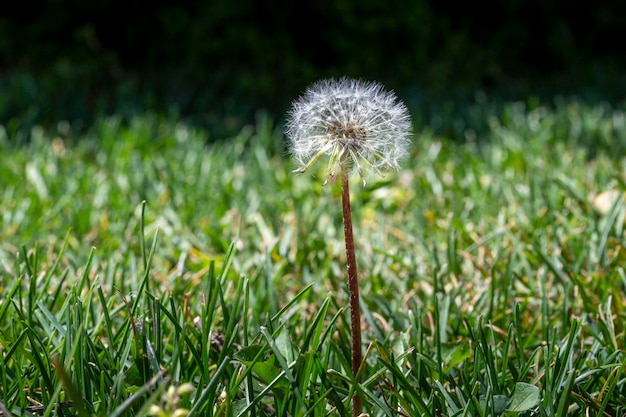 Dandelion seed pod