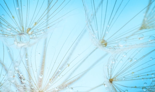 Dandelion seeds on blue background Soft focus macro shot