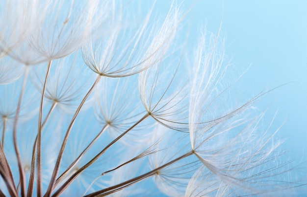 Dandelion seeds close up blowing in blue background