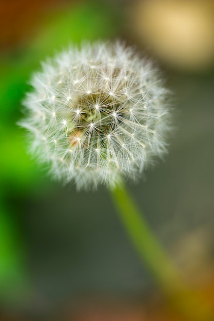 Dandelion seeds close up on natural blurred nature