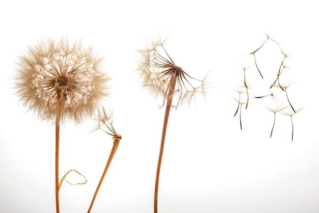 Dandelion seeds fly from a flower on a light background botany and bloom growth propagation