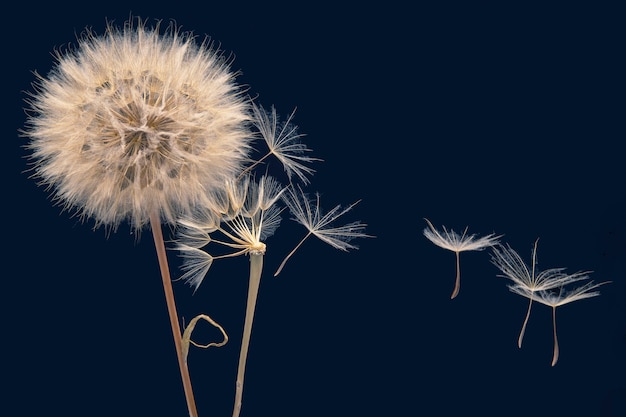 Dandelion seeds fly from a flower