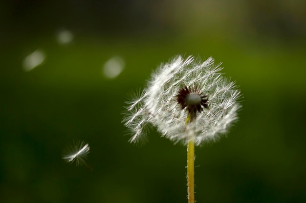 Dandelion seeds in the garden