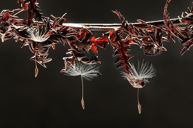 Photo dandelion seeds / macro beautiful composition with dandelion seeds on a dark background