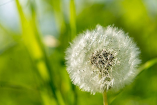 Dandelion seeds in the morning sunlight blowing away across a fresh green background