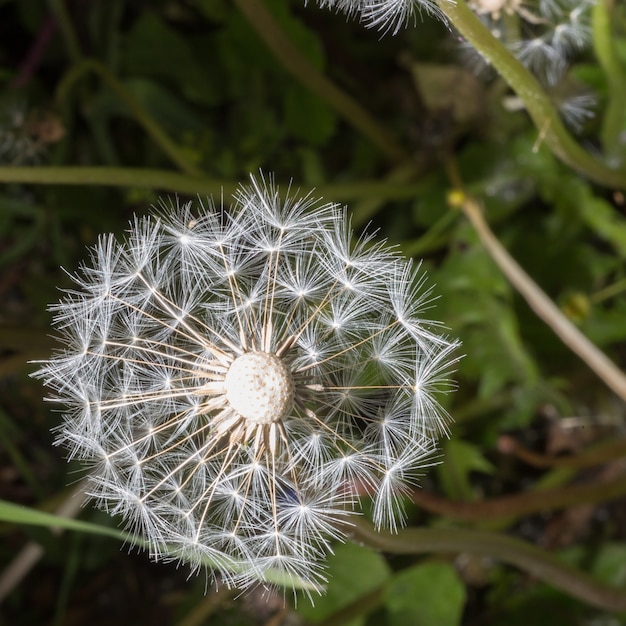 Dandelion seeds in the morning sunlight blowing away on a black background.