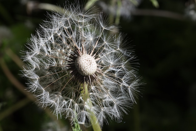 Dandelion seeds in the morning sunlight blowing away 