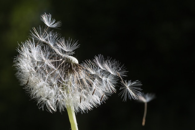 Dandelion seeds in the morning sunlight blowing away 