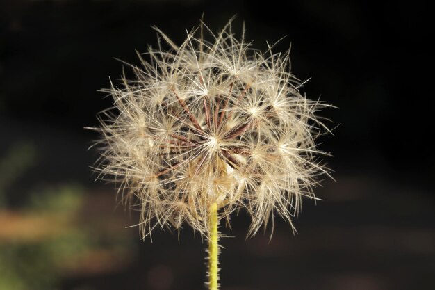 Dandelion seeds in nature Nature background