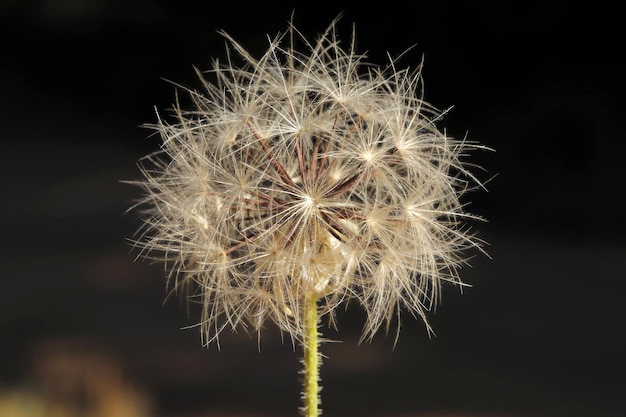 Dandelion seeds in nature Nature background