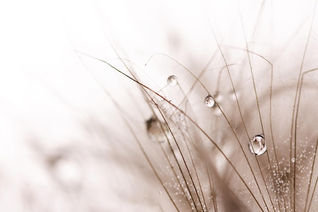 Dandelion seeds with water drops closeup. Macro photo of dandelion fluffy seeds