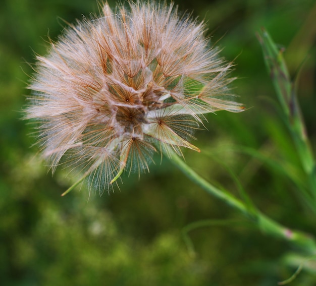 Dandelion summer time