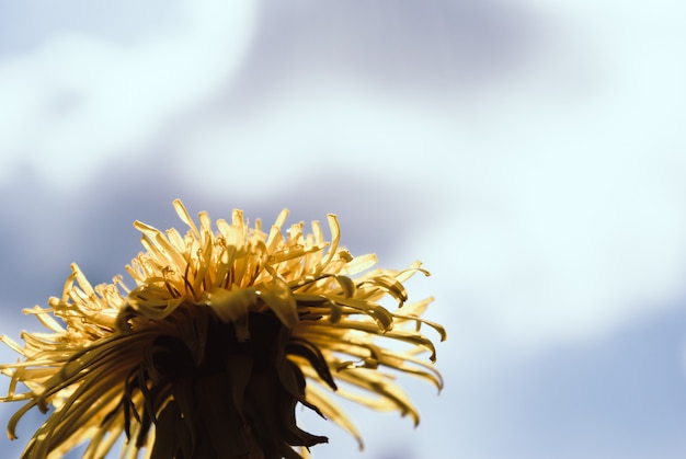 Dandelion on a sunny day. 