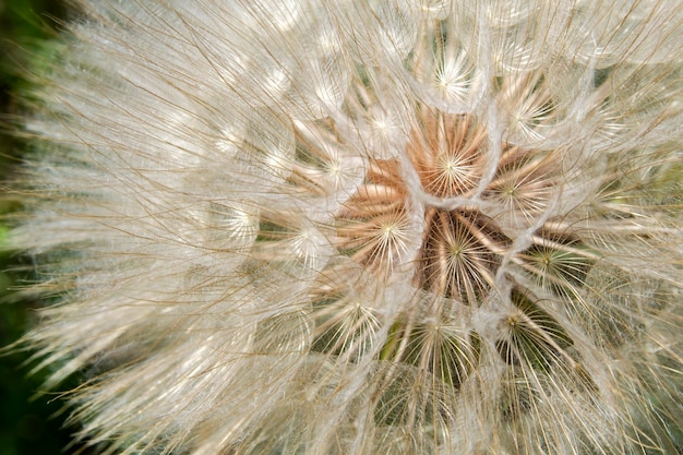 Dandelion Taraxacum Tragopogon closeup