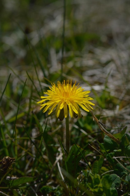 Dandelion in the wild natural environment