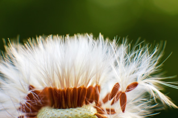 Dandelion with flying seeds closeup